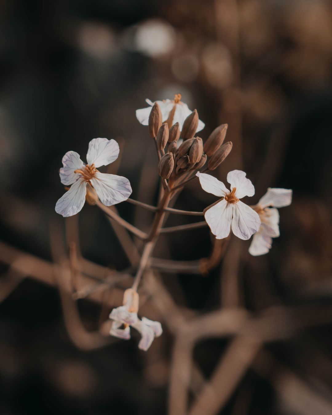 Flori albe delicate pe o ramura, macro - Little Paris Atelier