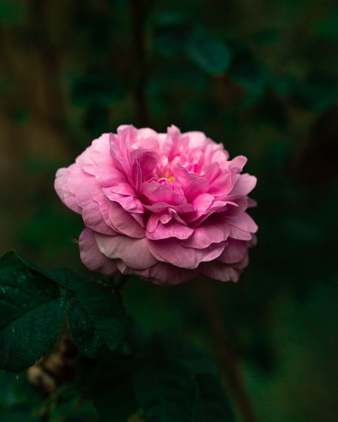 Close-up trandafir de Damasc roz in gradina - Rosa damascena - Little Paris Atelier