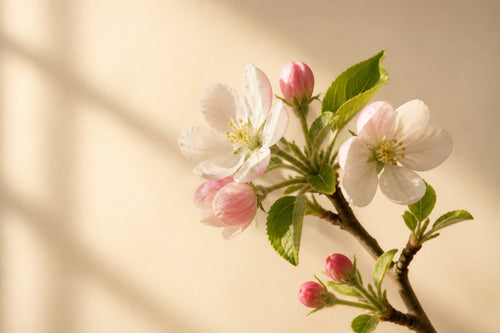 Floare de măr