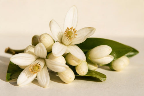 Floare de portocal